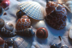 shells